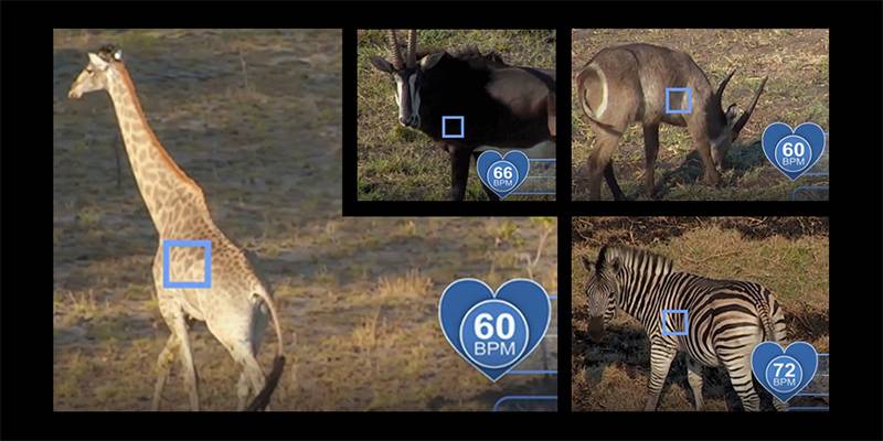 Drony pomagają obserwować dzikie zwierzęta /Fot. UNISA

