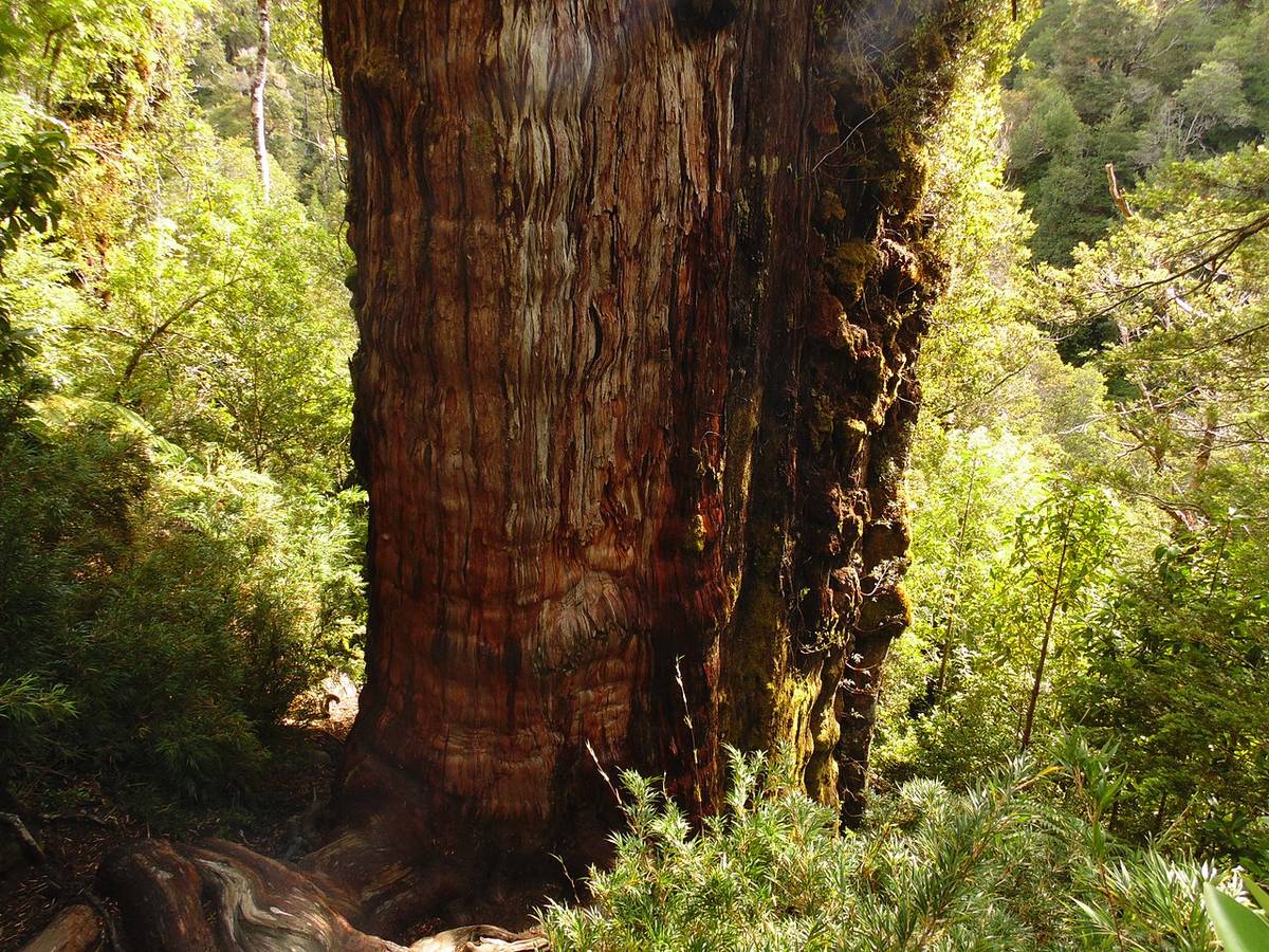 Przez wieki pozostawało ukryte. Wreszcie znaleziono najstarsze drzewo na świecie